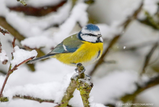  BLUE TIT (Cyanistes caeruleus)